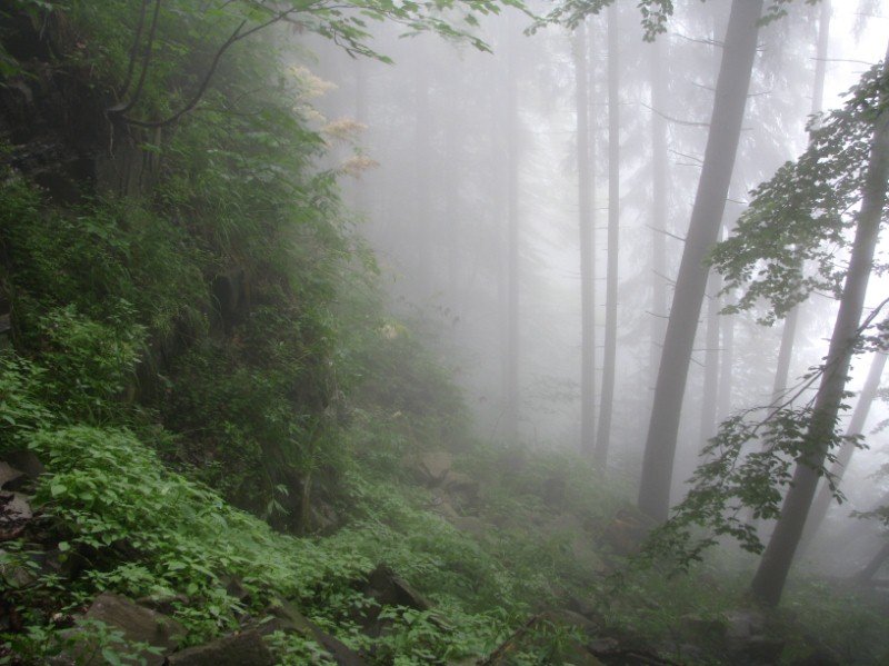 лес туман фото