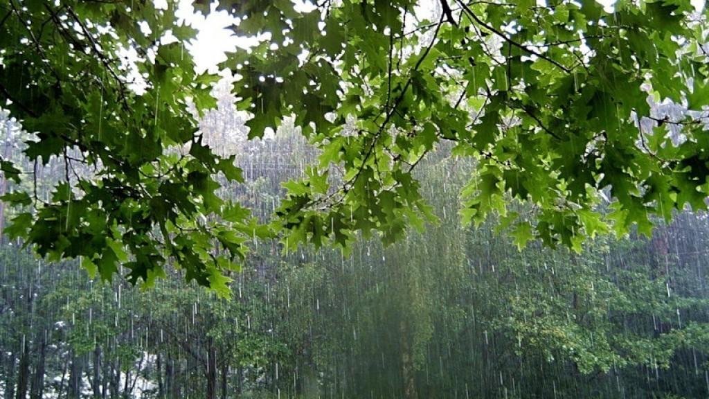 летний дождь в лесу фото