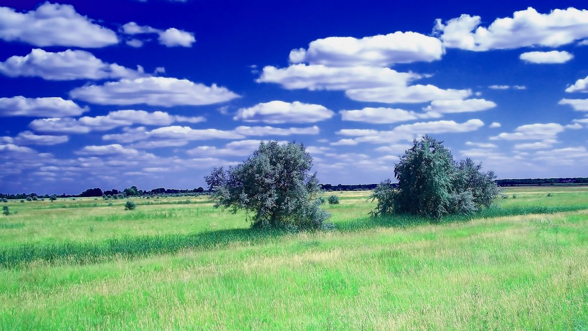 лето небо луг фото