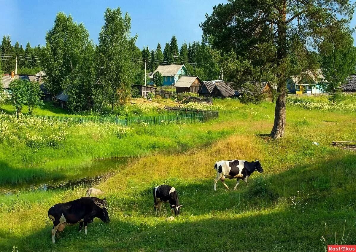 лето в деревне фото картинки фото