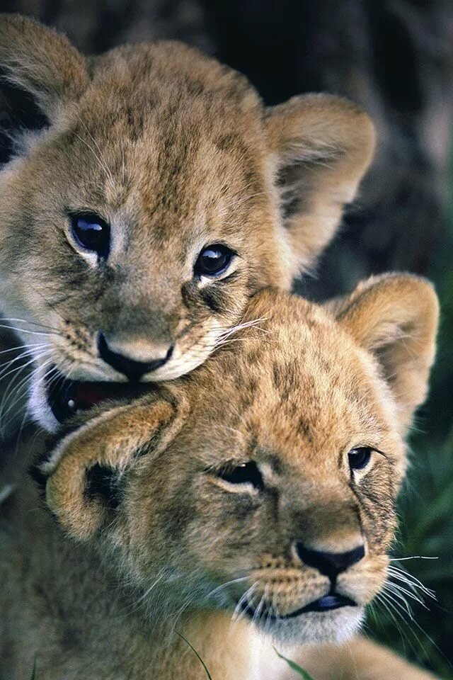lion cub фото