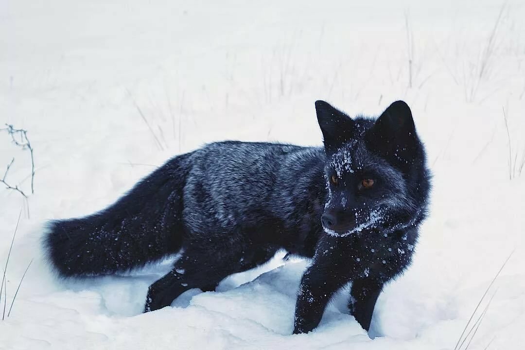 лиса чернобурка фото