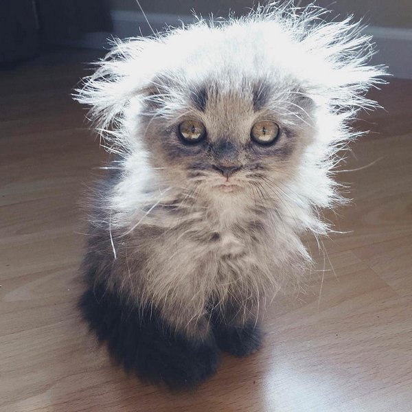лохматый котенок фото
