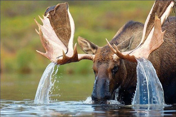 лось в воде фото