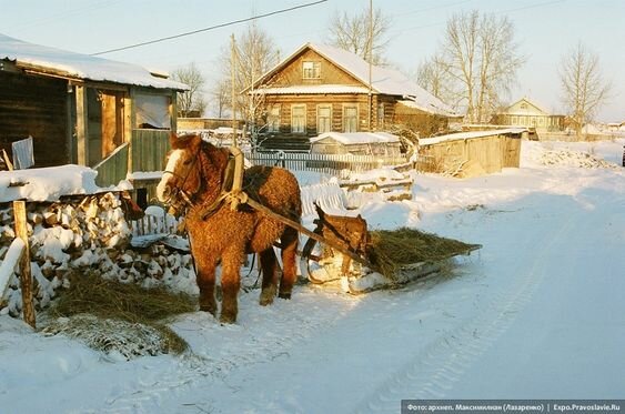 лошади фото зима в деревни фото
