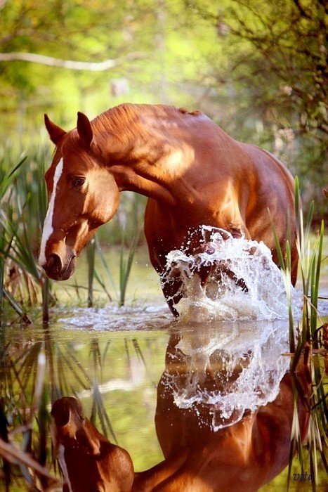 лошади в воде фото