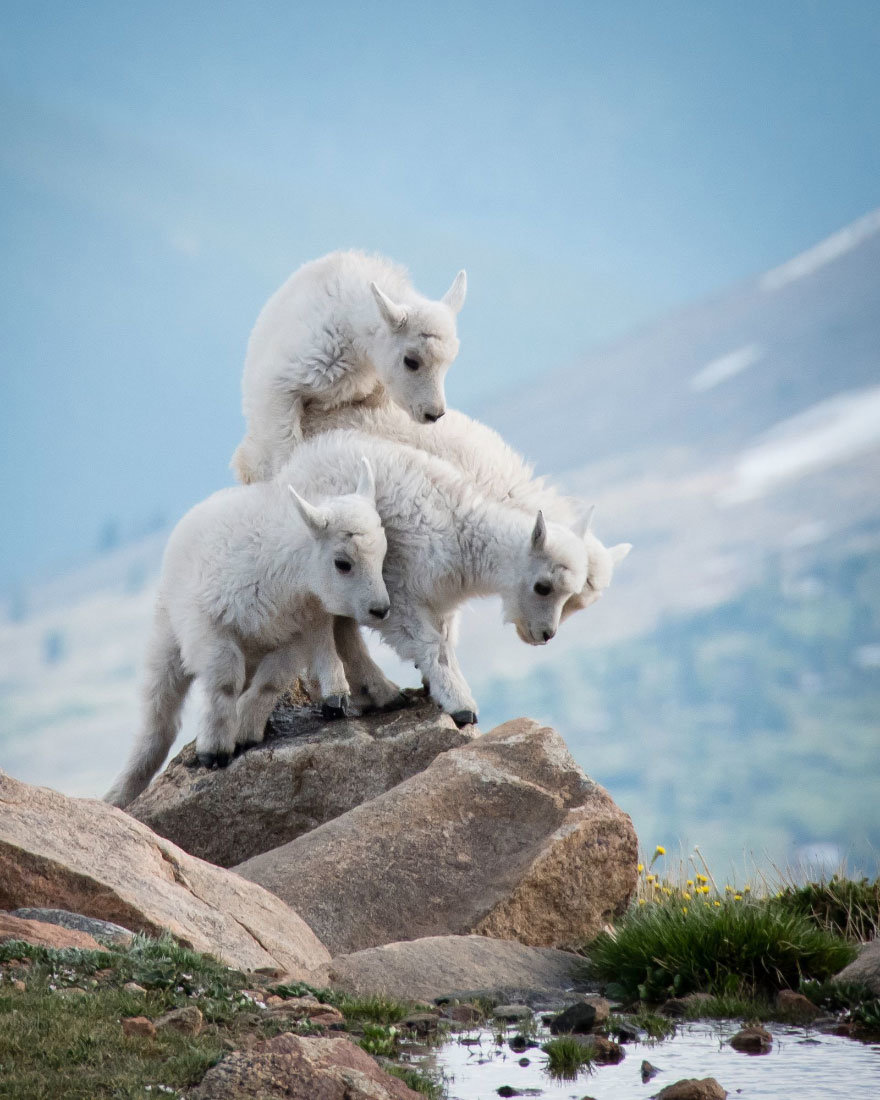 лучшие фотографии national geographic 2017 фото