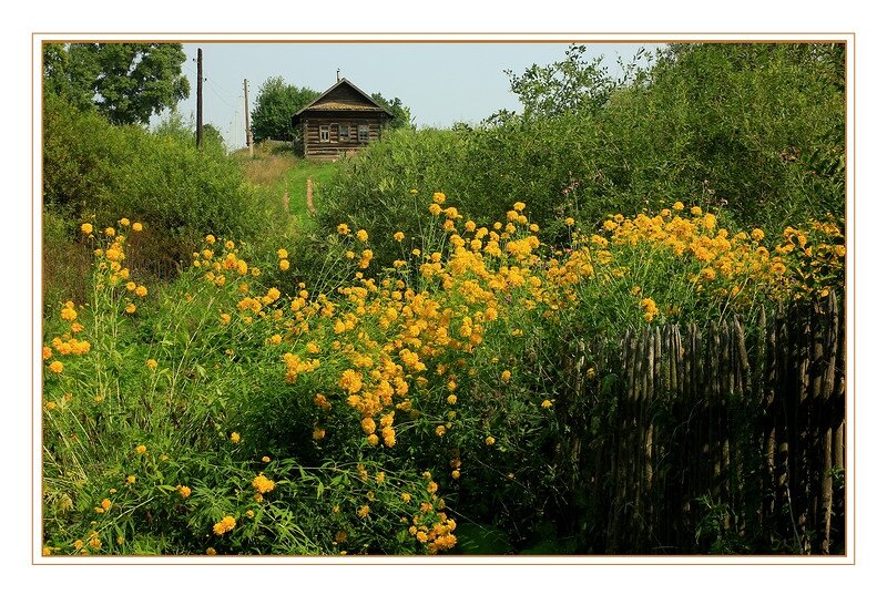 луговая трава желтые цветочки фото