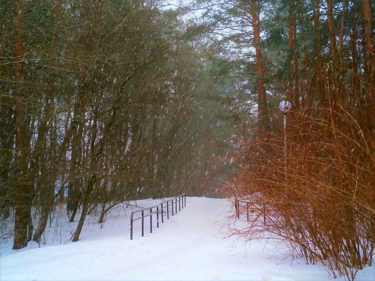 лыжная тропа в лесу фото