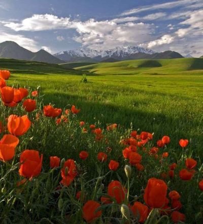 маковые поля киргизии фото