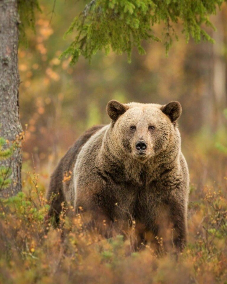 медведь картинка фото