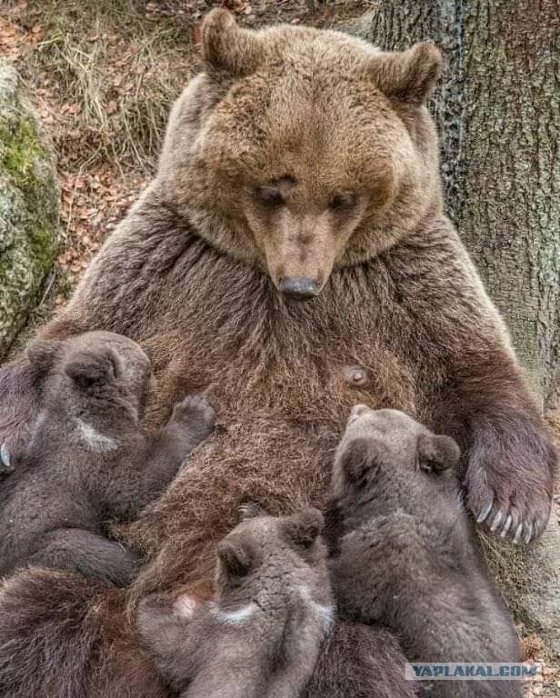 медведица кормит медвежат фото