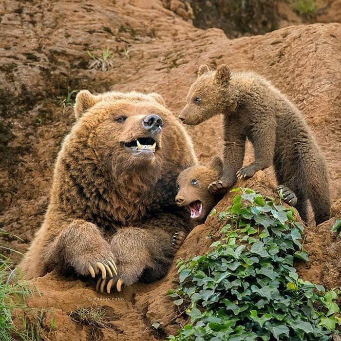 медведица с медвежатами фото