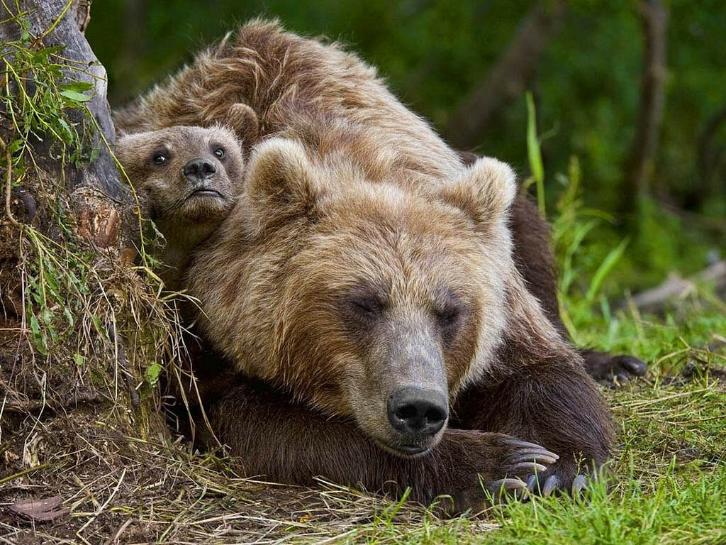 медведица с медвежатами фото