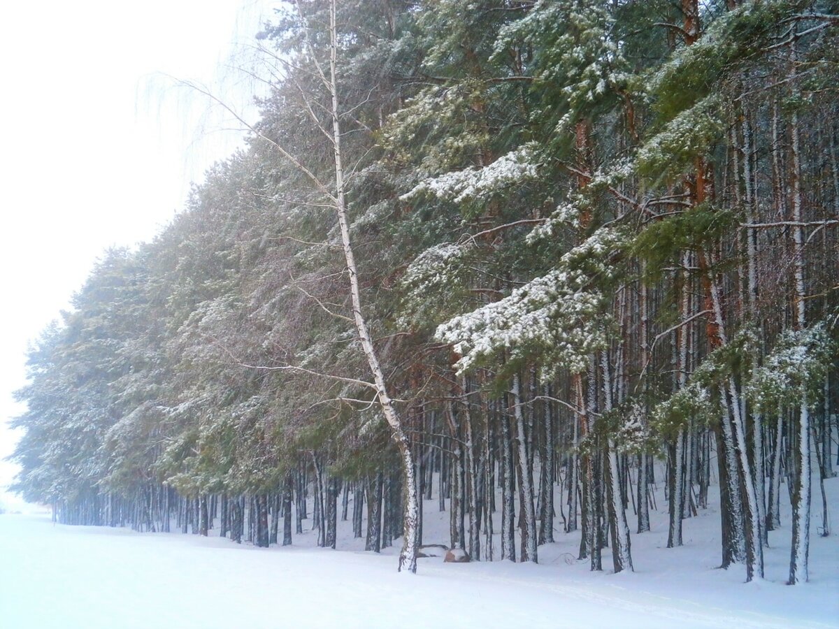 морозная аллея фото