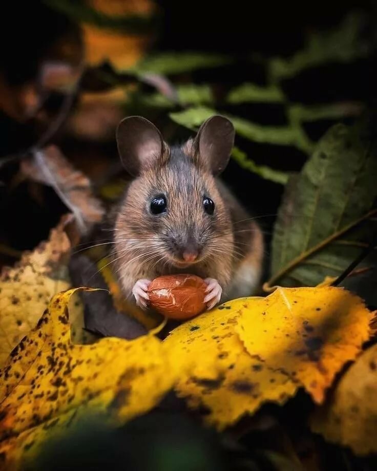 мышка животное фото