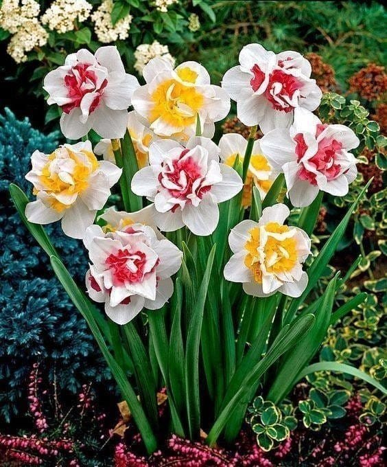 нарцисс pink paradise фото