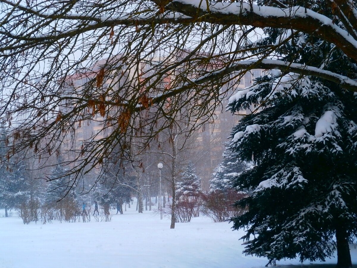 настоящий зимний лес фото