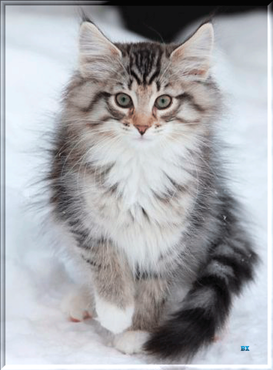 Норвежская лесная кошка фото