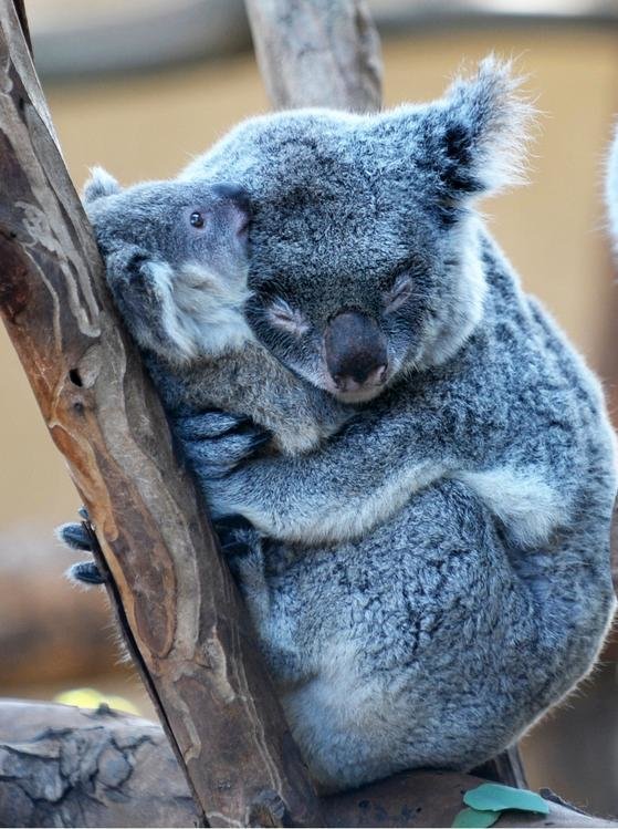 обнимашки с коалой фото