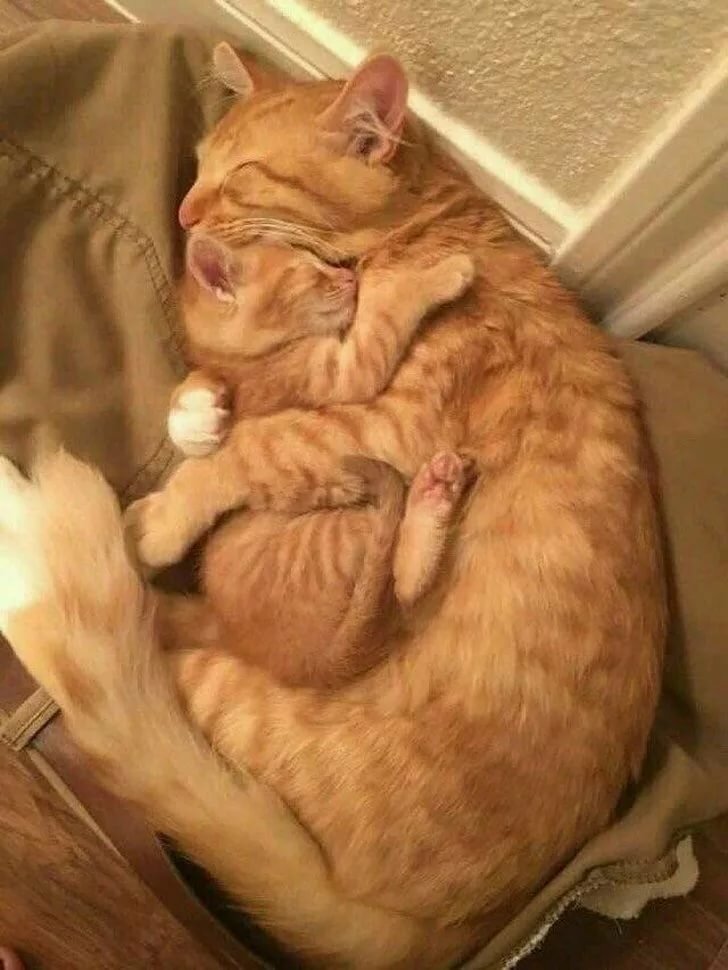 обнимашки с котами картинки фото