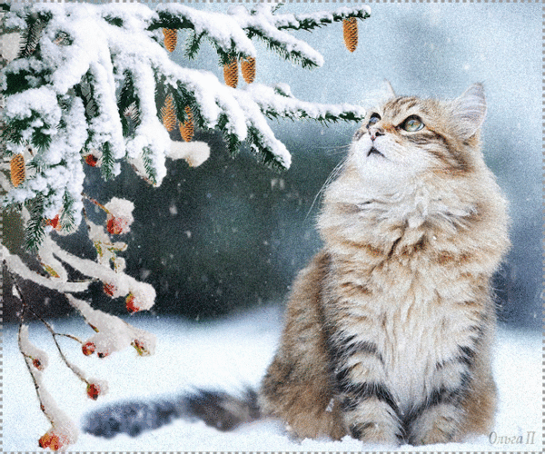 обои на рабочий стол зима коты фото