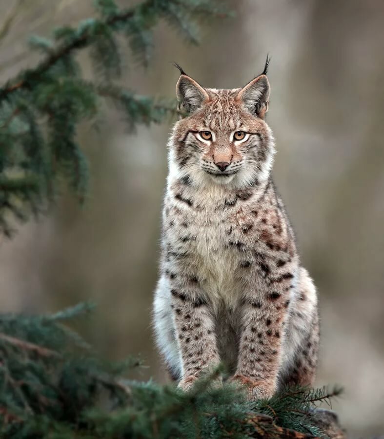 обыкновенная рысь (lynx lynx) фото
