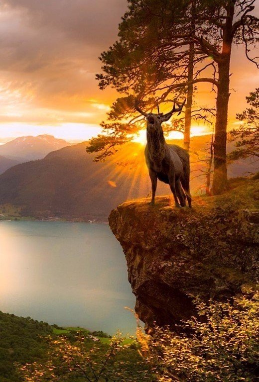 олень на скале фото