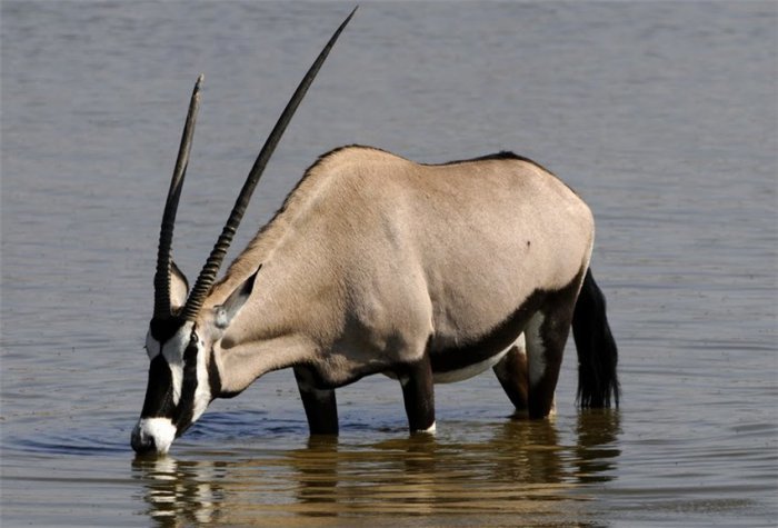 орикс (oryx gazella) фото