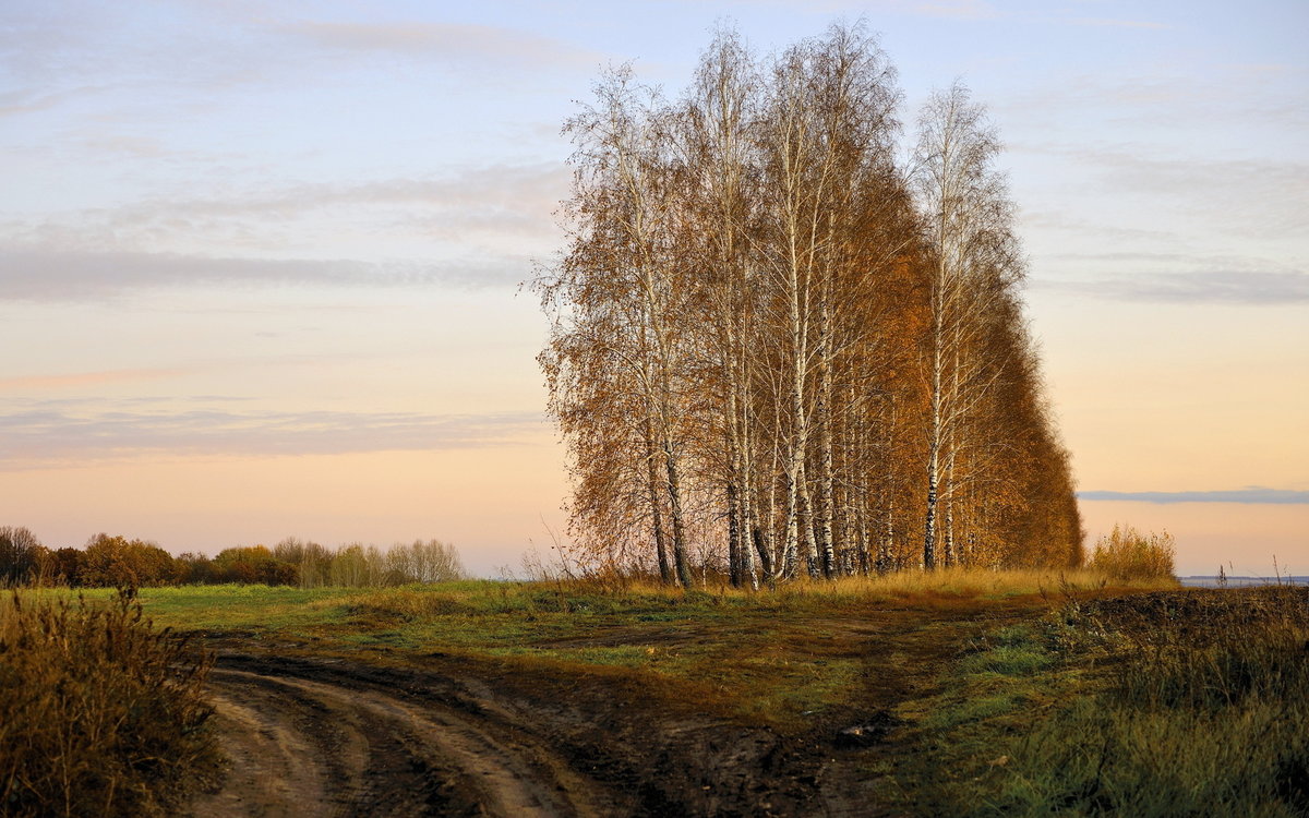 осень березы поле фото