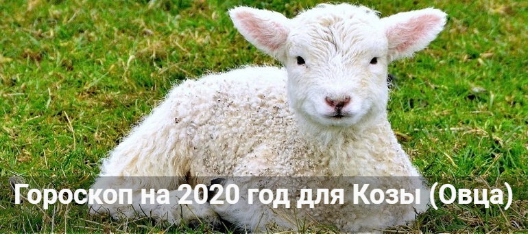 овца с ягненком фото