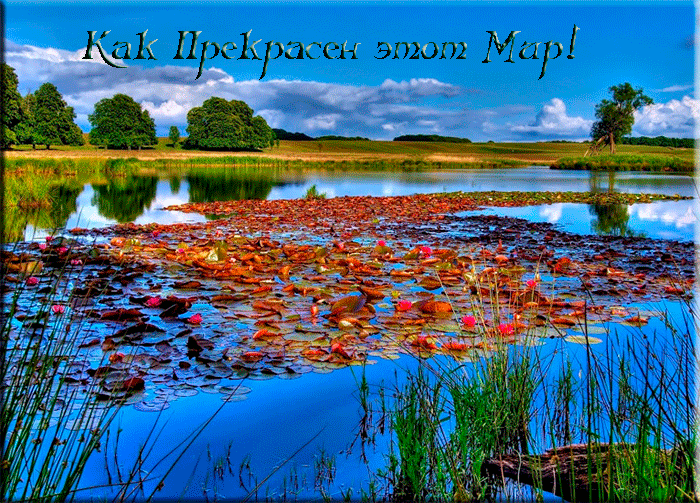 озеро с кувшинками фото