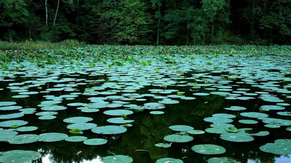 озеро с кувшинками фото