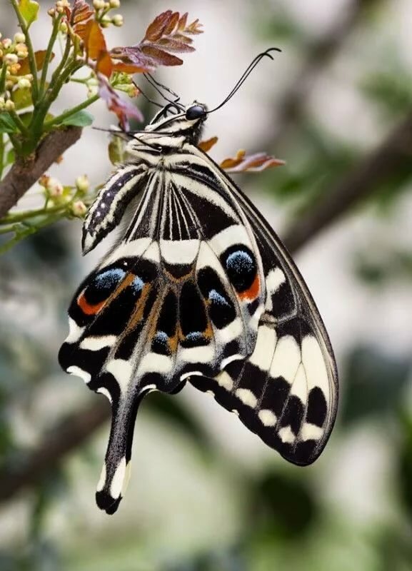 papilio demodocus фото