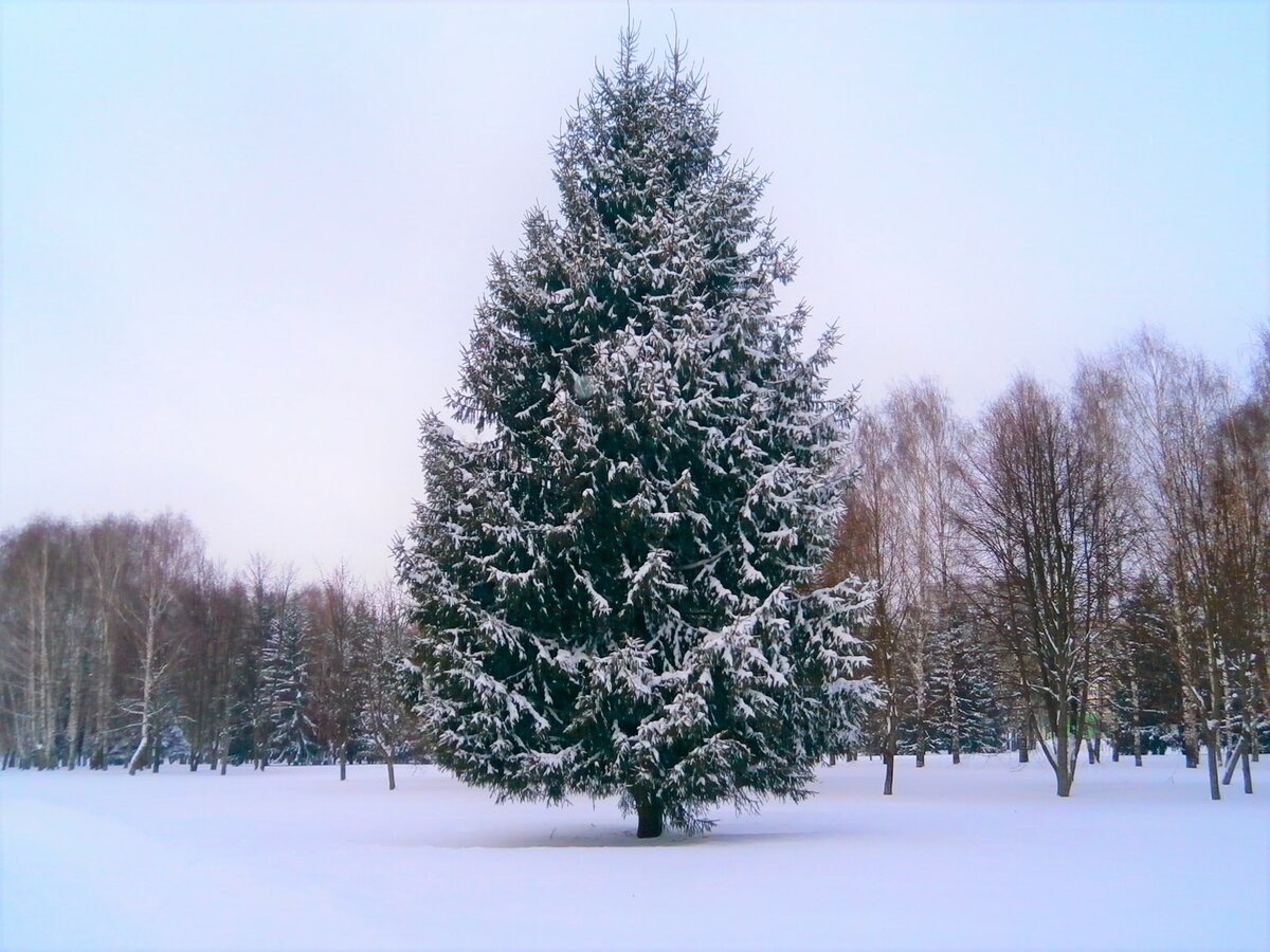 павловск зима елки фото