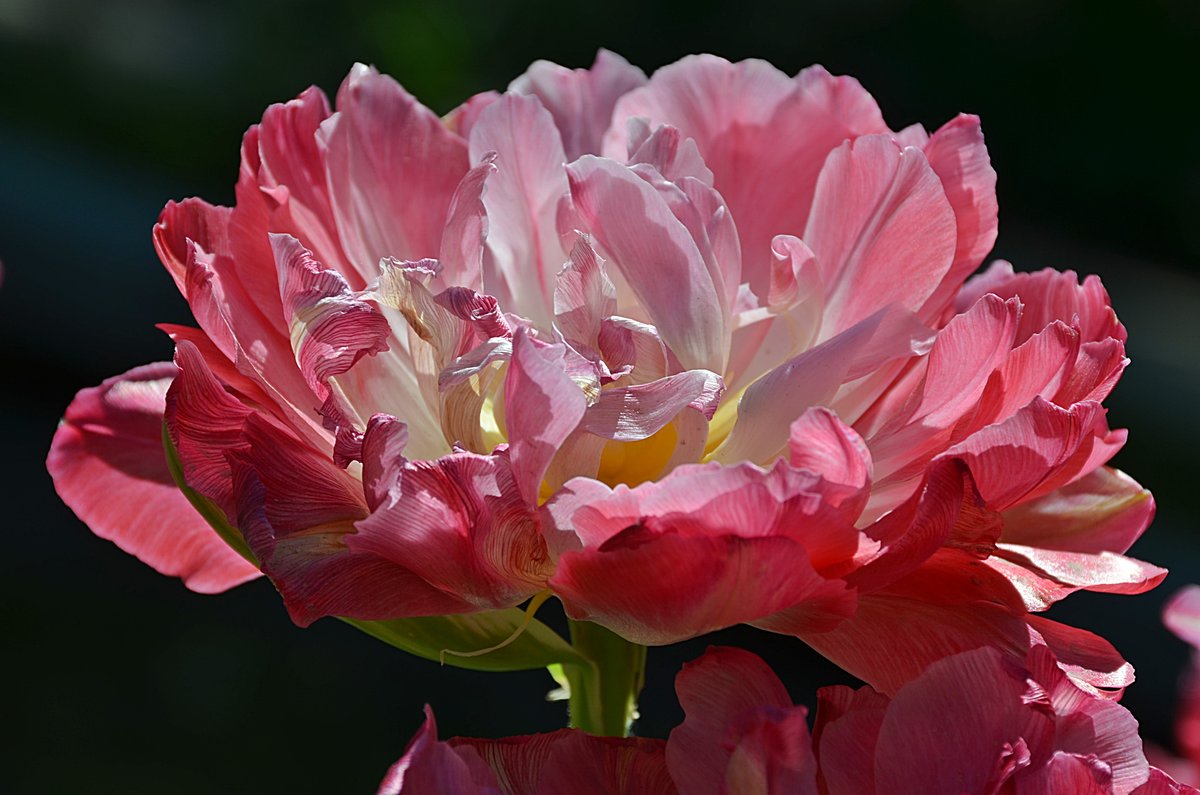 pink peonies фото