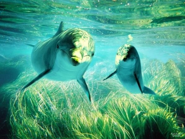 подводный мир дельфины и водоросли фото