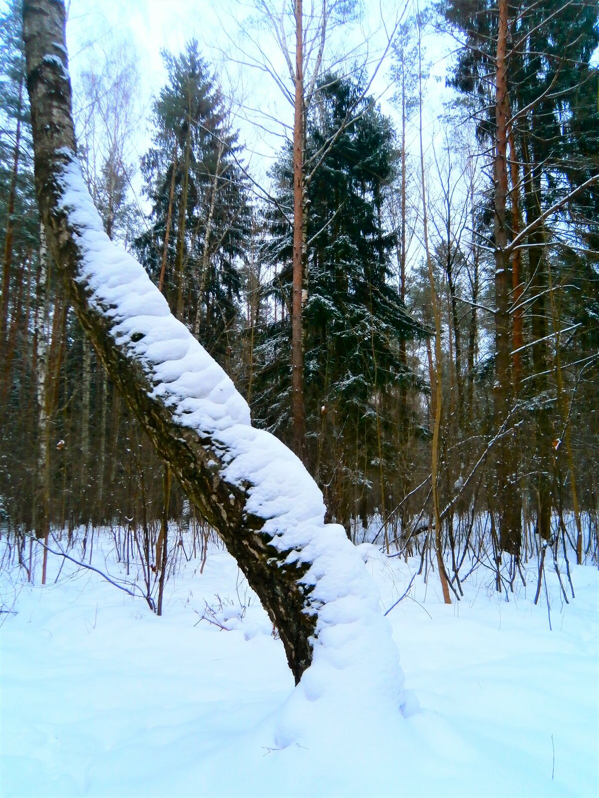 попиленный лес зима фото