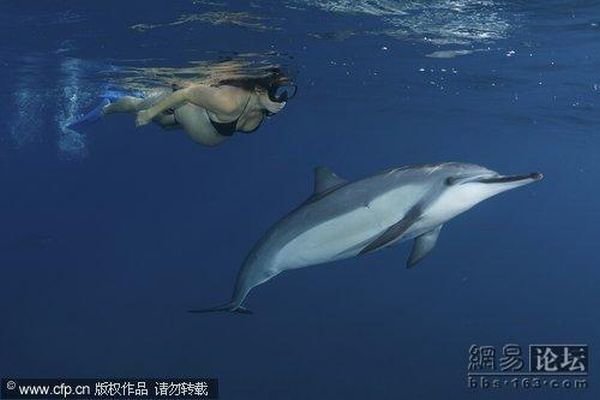 pregnant dolphin фото