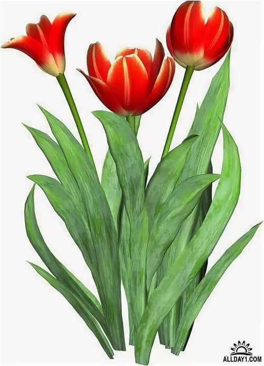 red tulip png фото