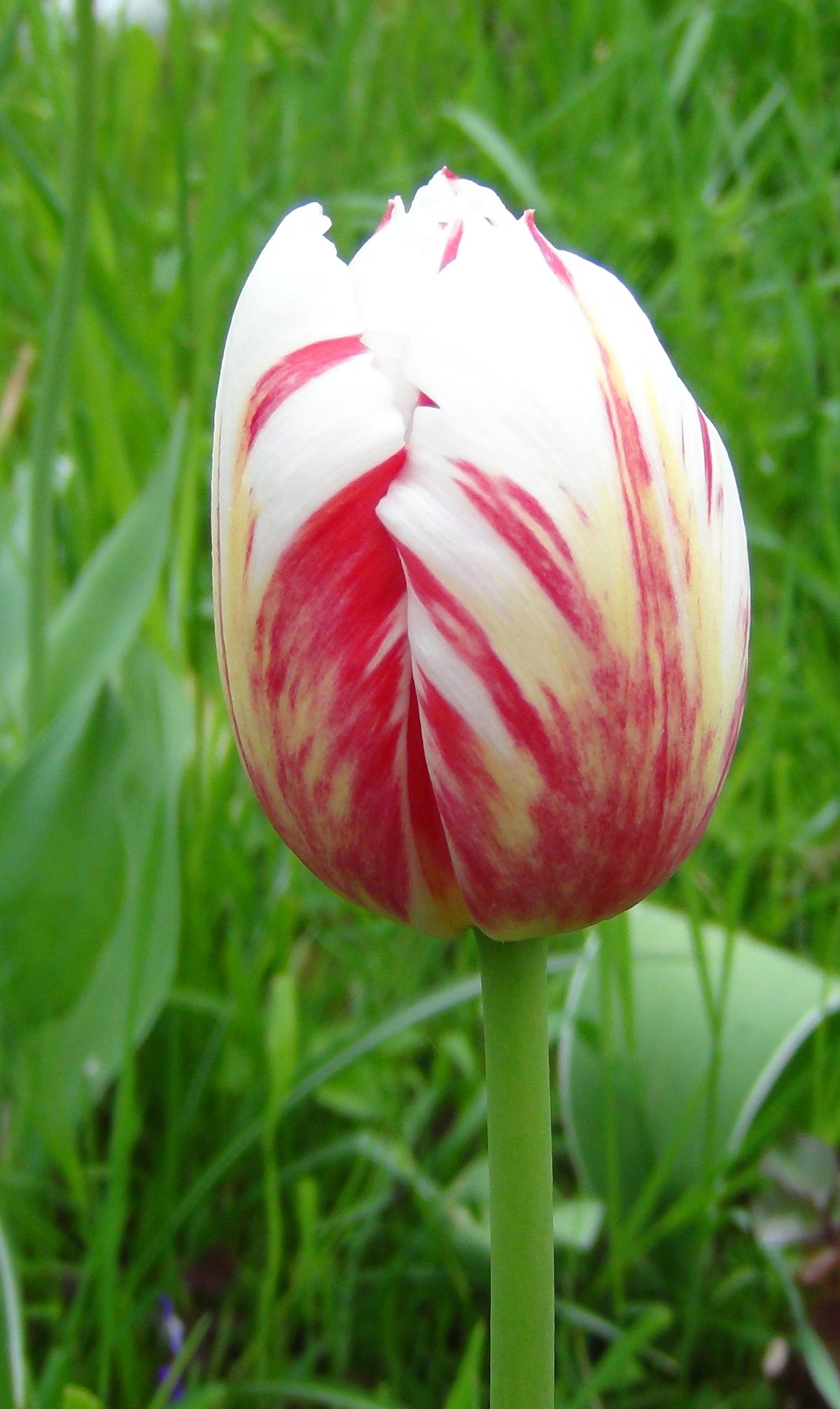 red white tulip фото
