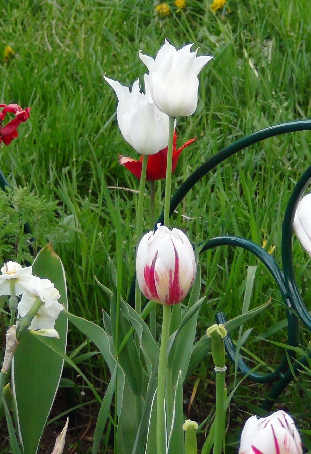 red white tulip фото