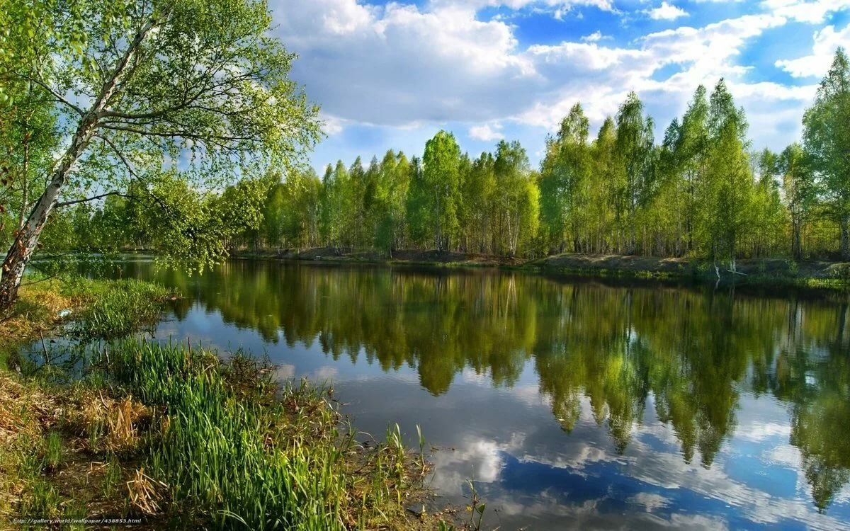 река в лесу фото