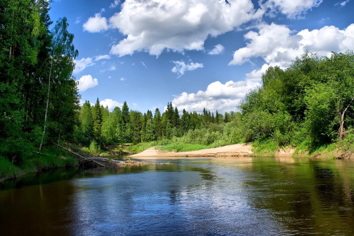река в лесу картинки фото