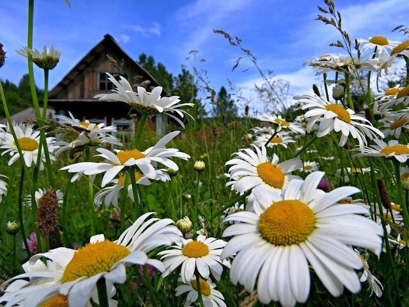 ромашки в деревне фото