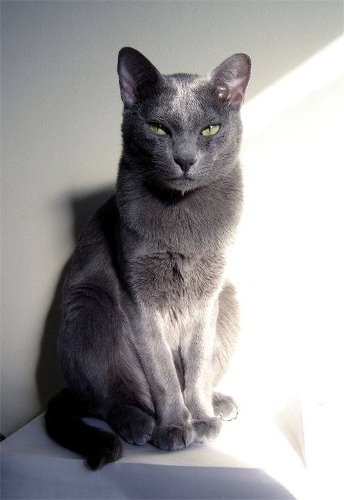 Русская голубая кошка фото