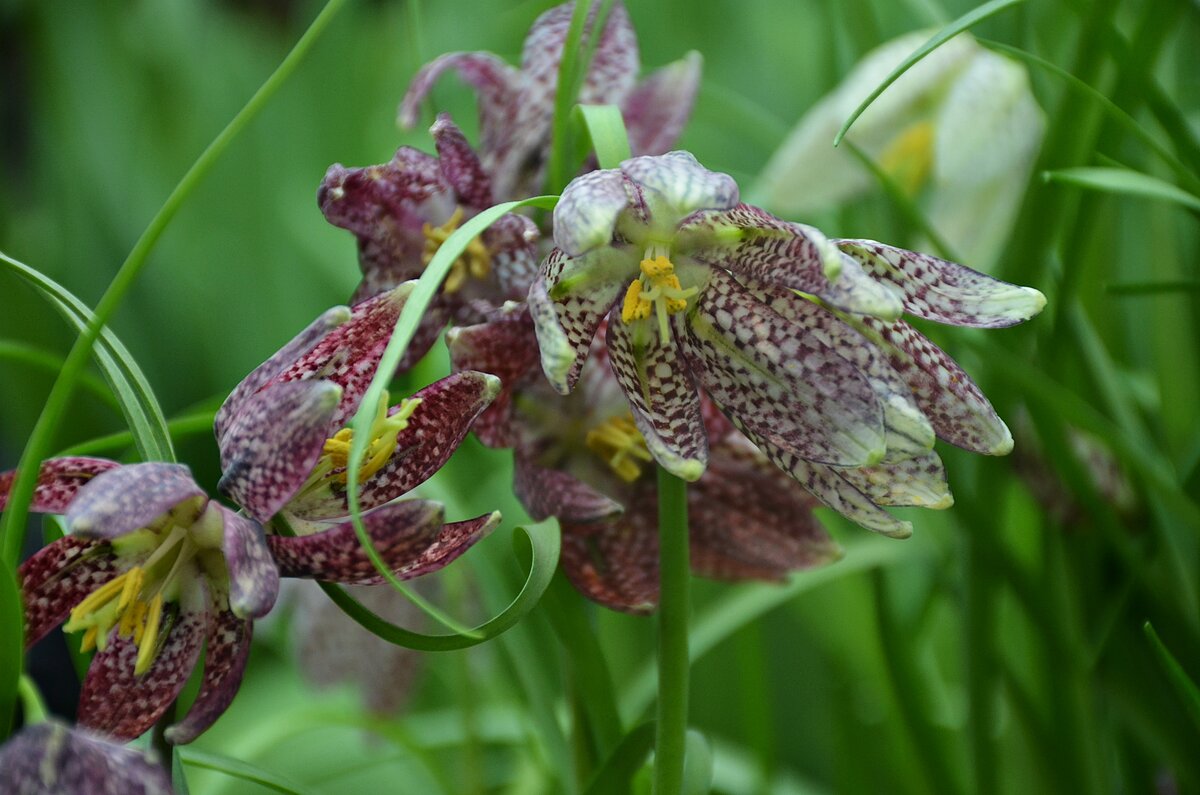 рябчик шахматный fritillaria meleagris фото