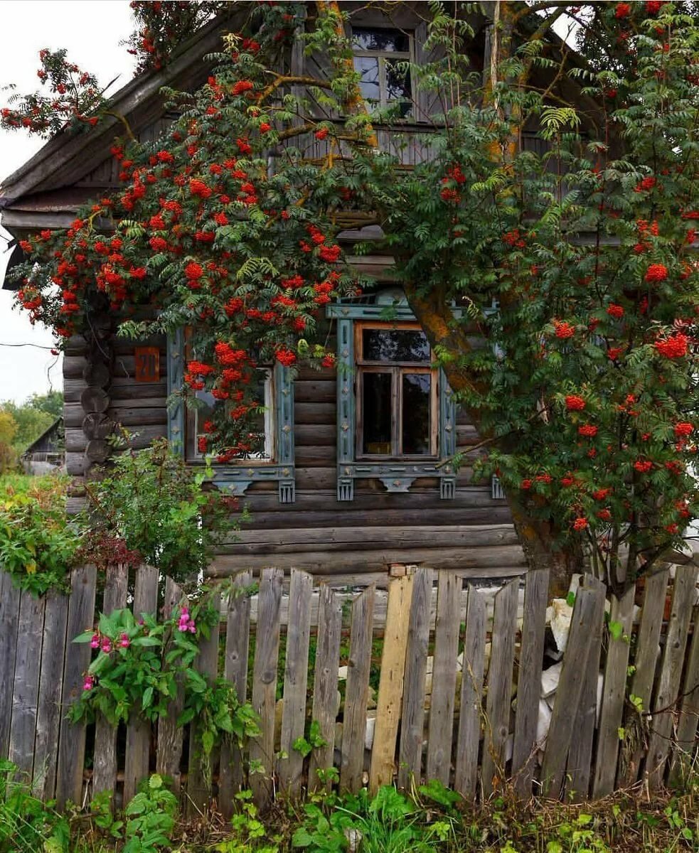 рябина у дома картинки фото