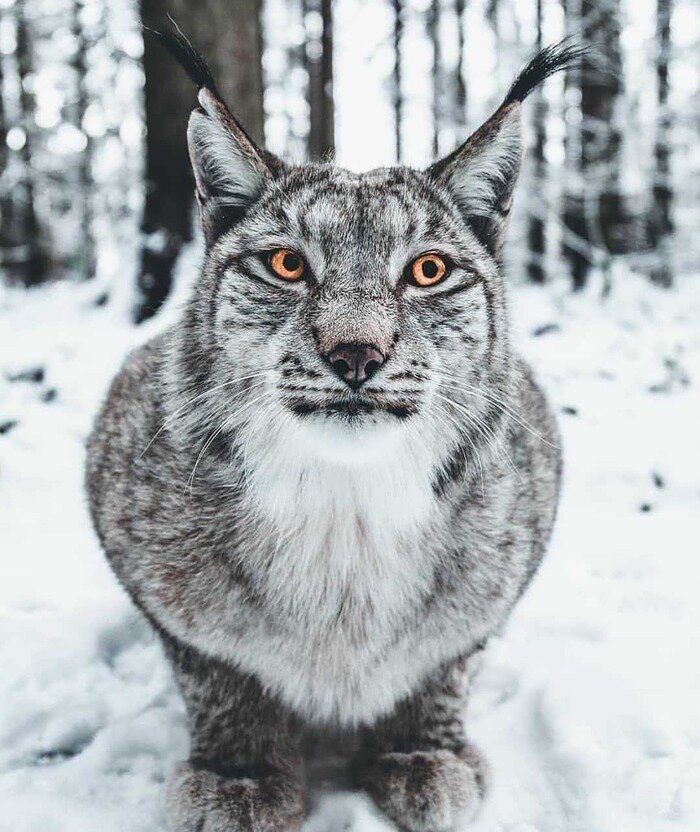 рысь аватарка фото