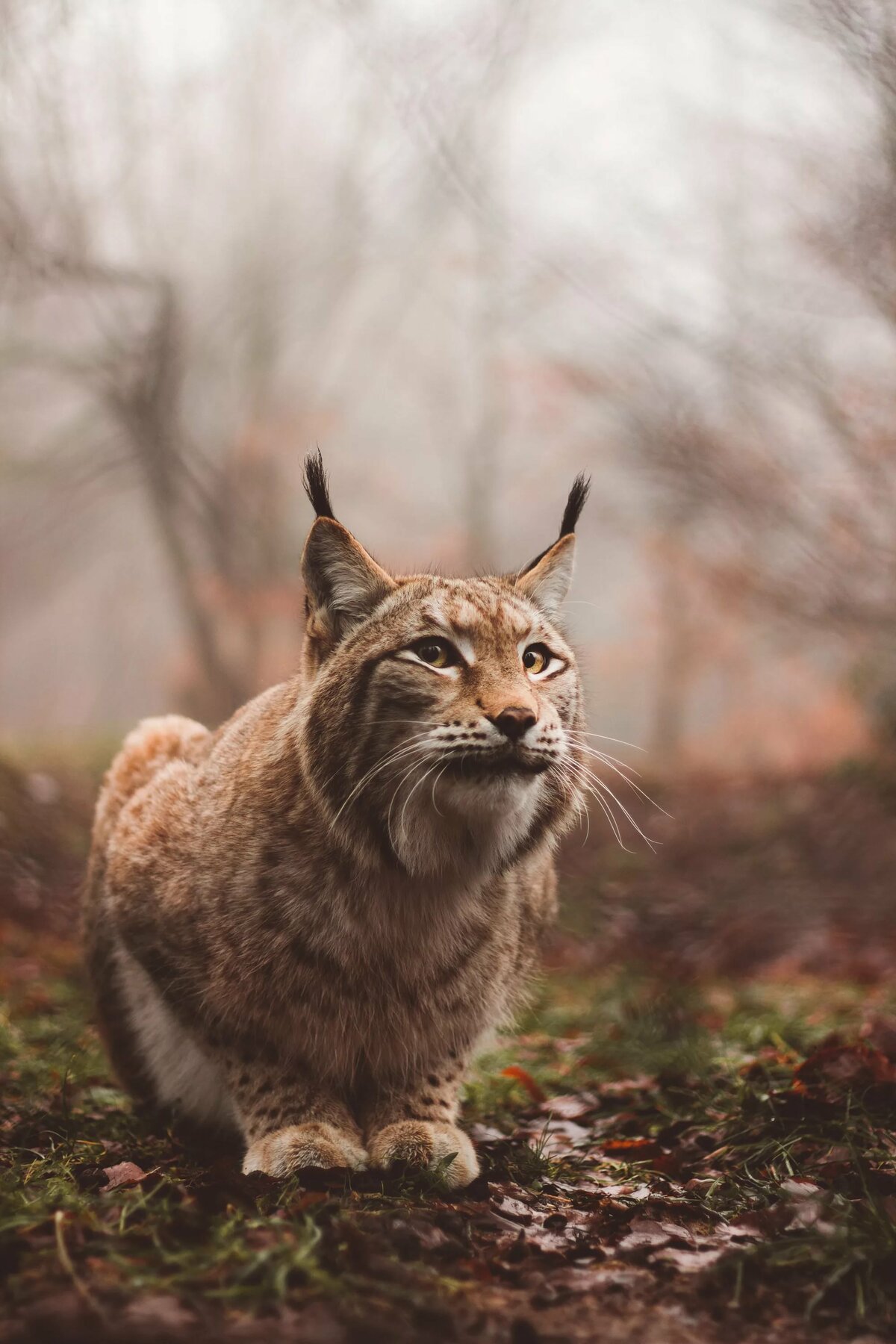 рысь картинки фото